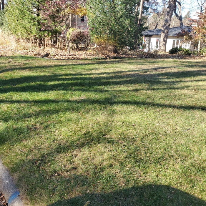 And then the leaves were all gone