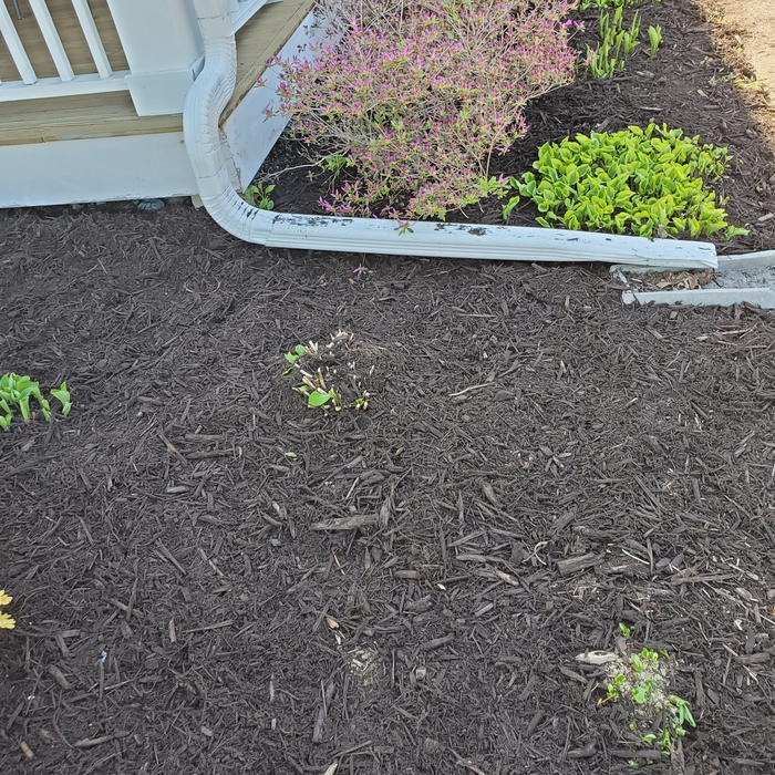 Side front yard