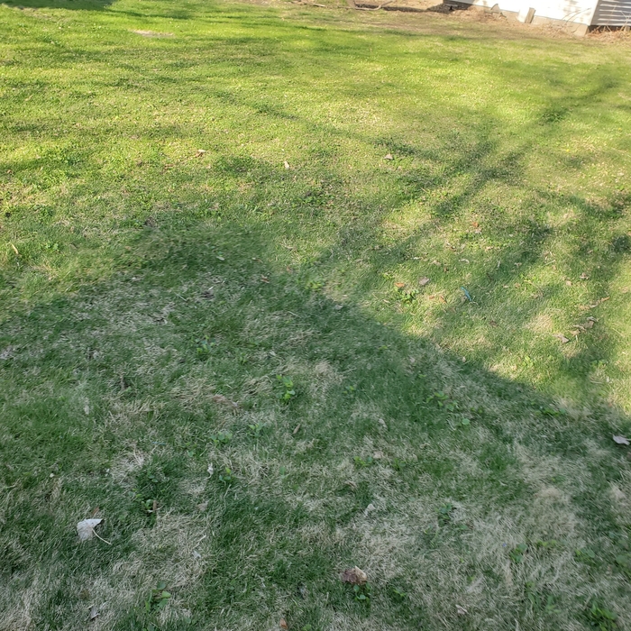 Clean backyard
